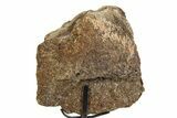 Fossil Sauropod Scapula Section with Metal Stand - Colorado #350604-2